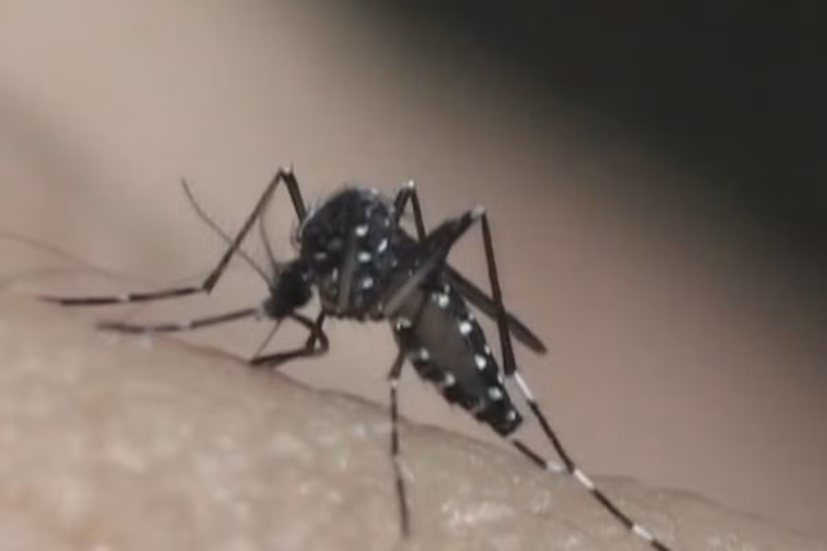 Taubaté confirma 10ª morte por dengue em 2026; vítima é mulher de 41 anos