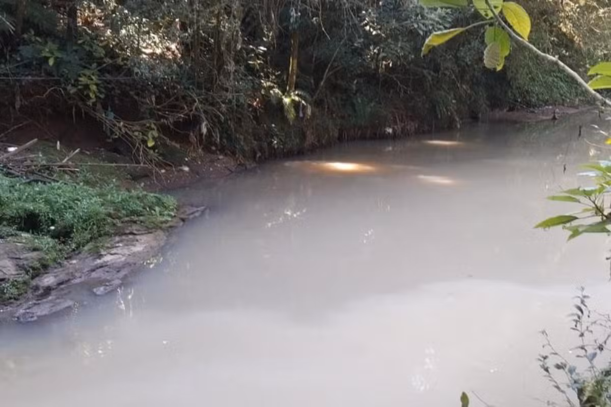 Dezenas de peixes aparecem mortos em rio de Campos do Jordão; suspeita é de contaminação
