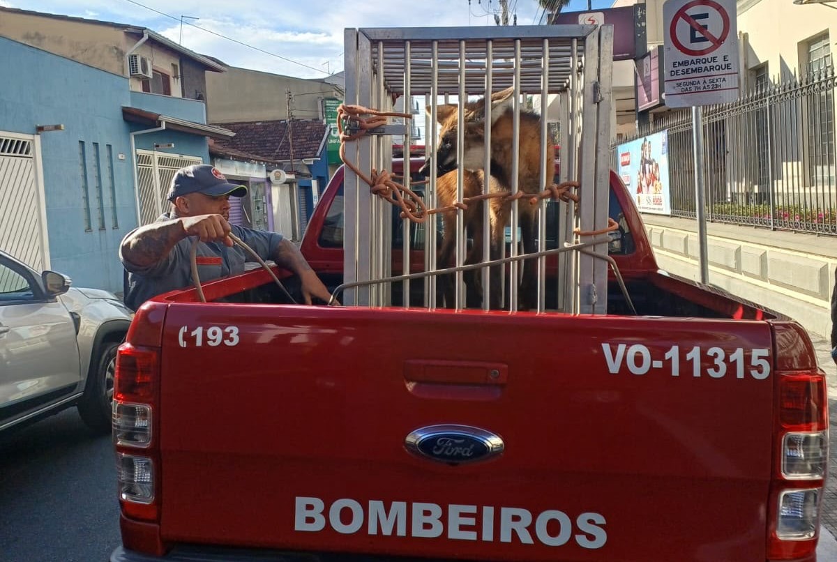 Lobo-guará é resgatado pelo Corpo de Bombeiros dentro da UNISAL em Lorena
