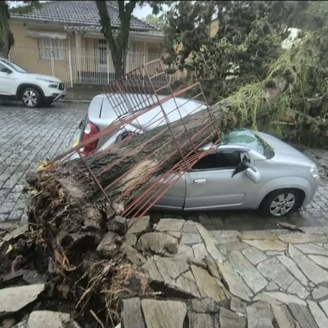 Árvore desaba sobre carro durante chuva forte e interdita rua em Cruzeiro
