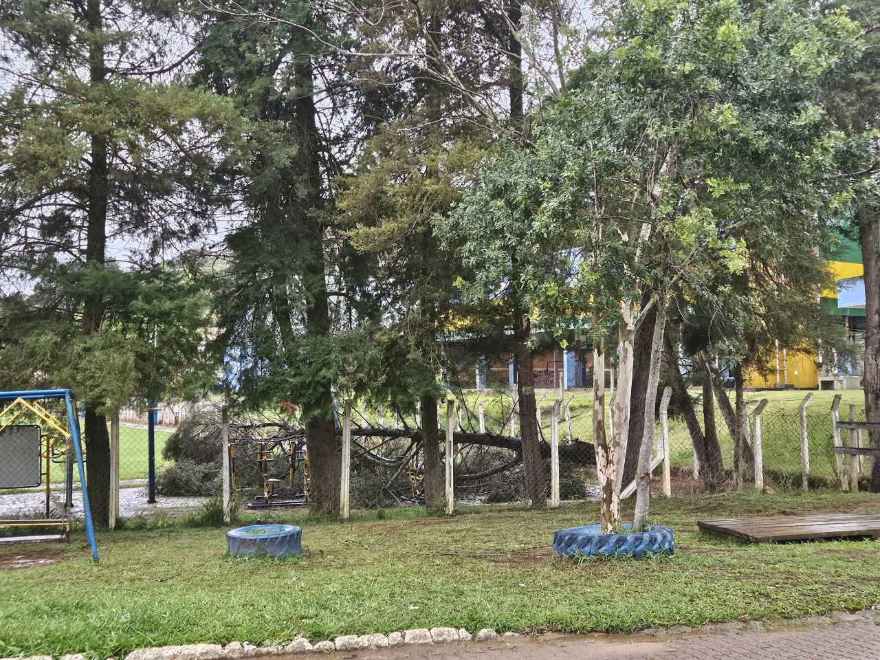 Chuva torrencial derruba árvores e interdita estrada em Cunha